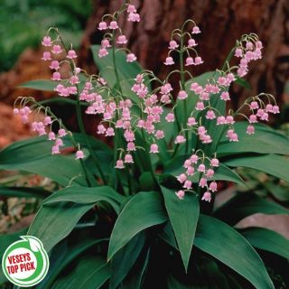 Pink Lily of the Valley Thumbnail